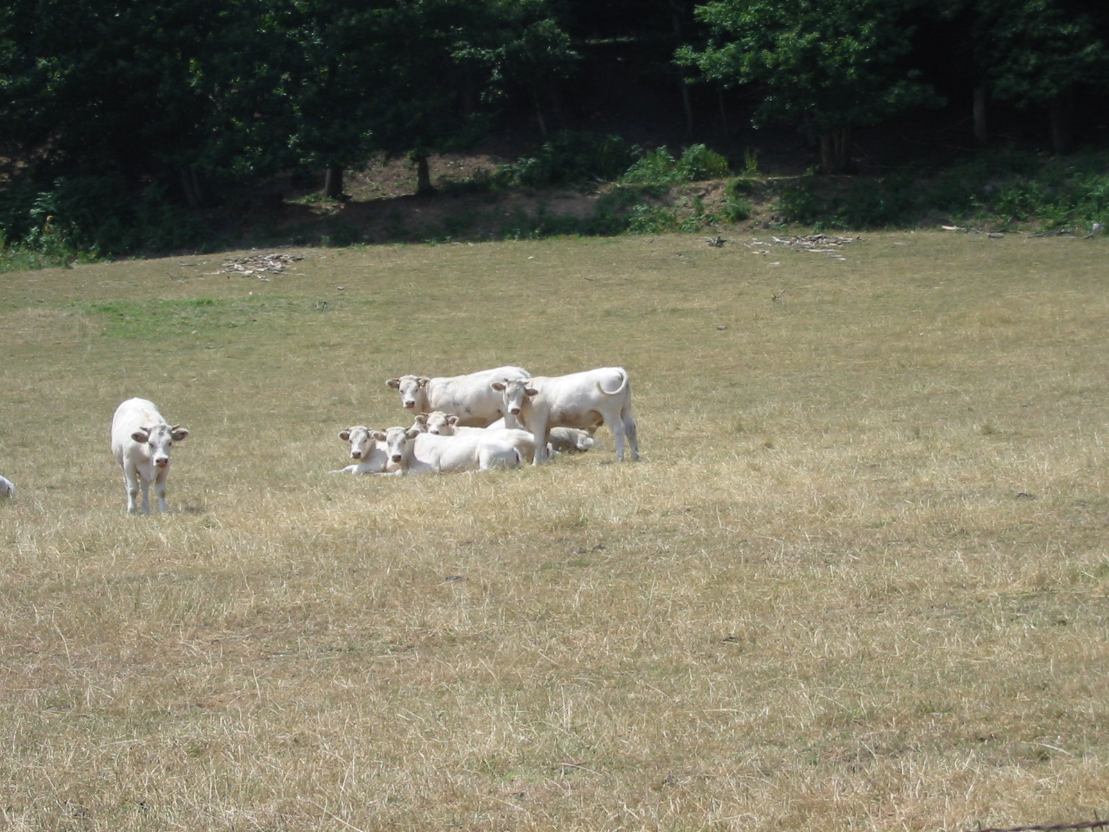 Safkan Şarole (Charolais) Besi Danası